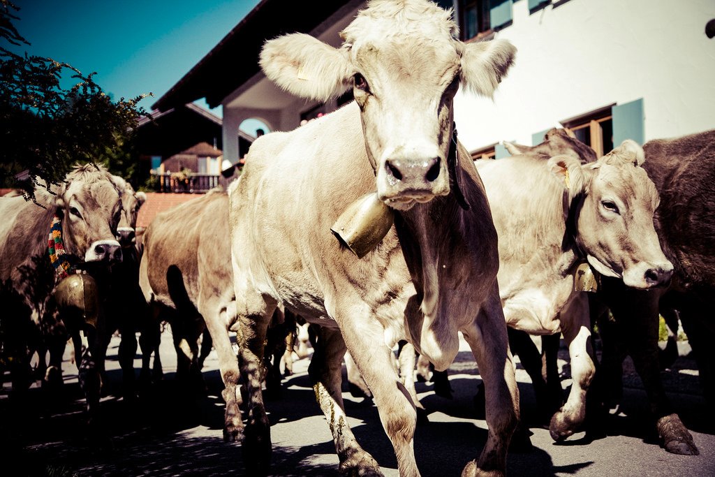 Usce consectetur sem nec euismod varius.